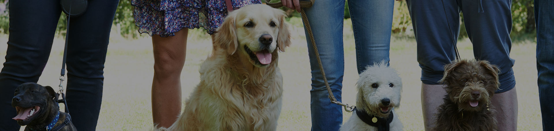 Conseils canins dans l'Indre