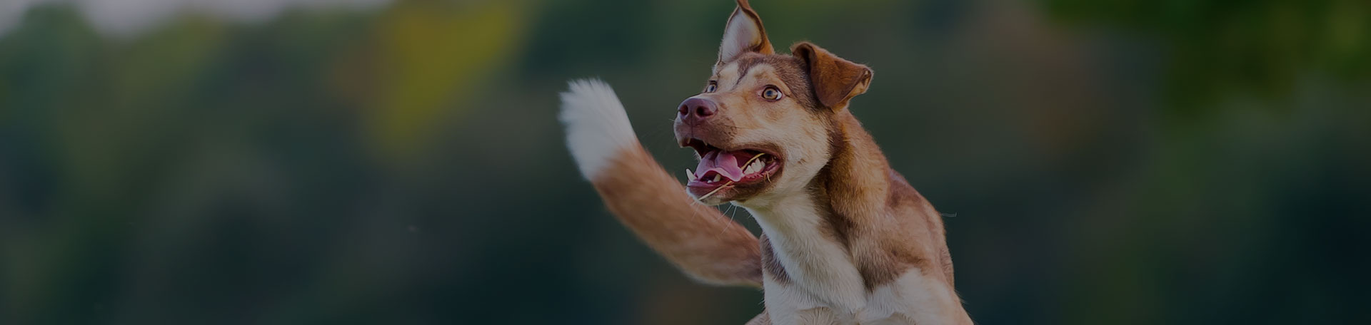 Analyse des troubles du comportement canins dans l'Indre